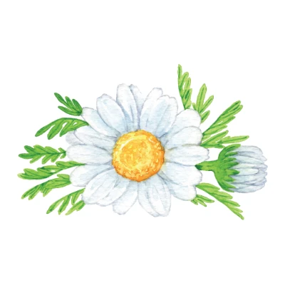 Ilustração de uma flor de camomila